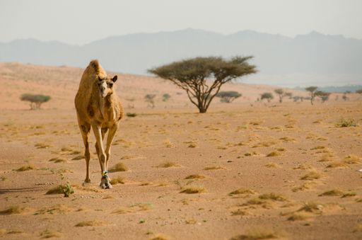 A shot of a camel calmly roaming in the desert