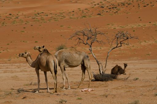 A shot of three camels in the middle of the desert, one of them sitting and resting, while the other two standing and staring in the distance