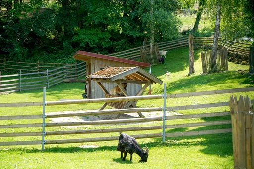 Wide shot of a ranch with black and white goat gazing at the front view, cow eating from the feeder and some livestock at the back