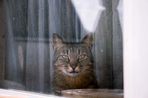 Cat sitting on a window