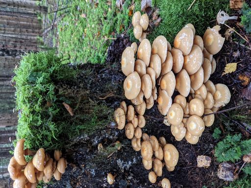 A flipped vertical shot of honey mushrooms
