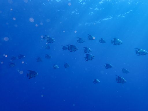 A herd of fish swimming in a deep blue sea