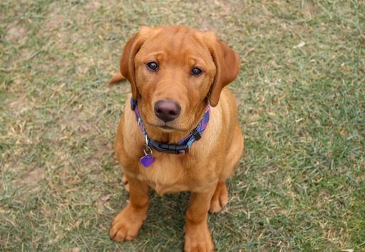 Adorable Fox Red Labrador puppy with a collar sitting on grass looking up