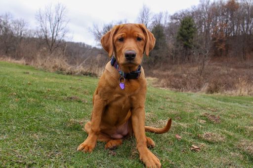 A young Fox Red Labrador Retriever dog sits on a grassy field.