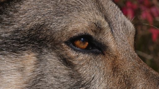 A selective focus shot of a wold's brown eye