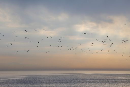 A flock of birds flying in the city in Istanbul
