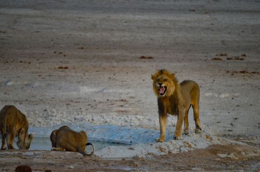 A lion and a cubs near the pond in Nambia
