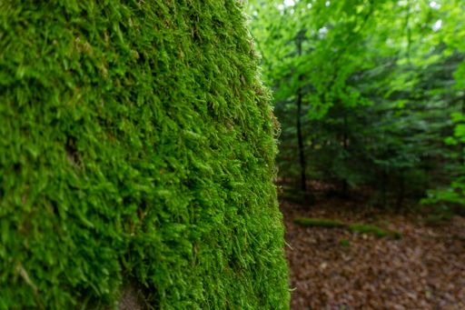 A closeup shot of mossy wall