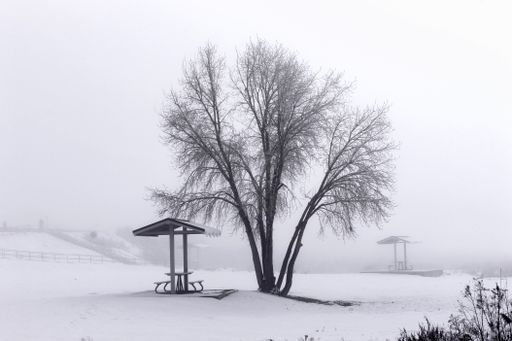 A winter landscape with a bare tree on a foggy day