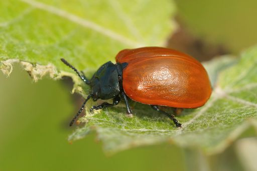 Closeup on the colorful red Poplar leaf beetle, Chrysomela populi, eating from a Populus alba leaf