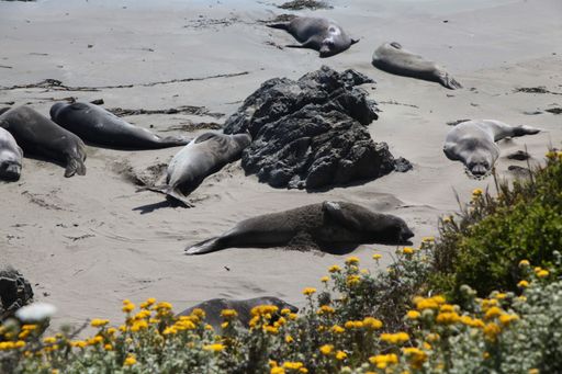 The elephant seals resting on a beach with yellow flowers in the foreground. Big Sur, California.
