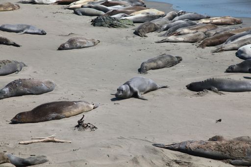 A group of elephant seals resting on a sandy beach under the sun. Big Sur, California.