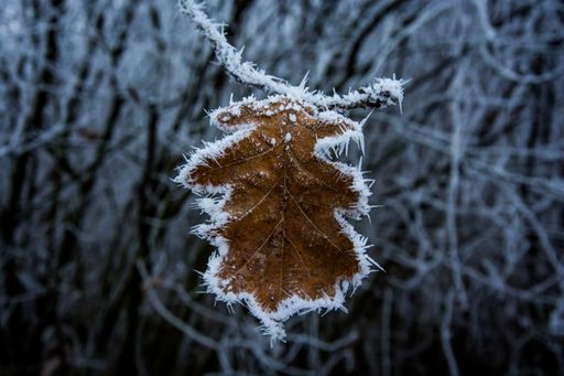 A beautiful macro shot of a frozen leaf on a tree branch in winter