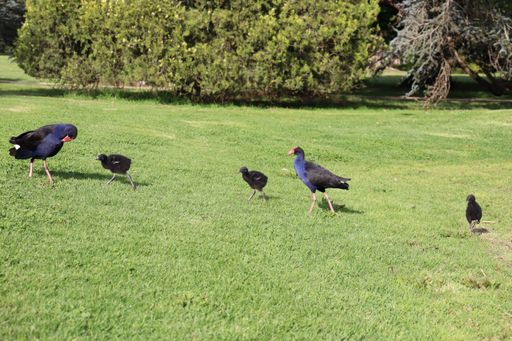 A family of moorhen birds in a park in Melbourne, Australia on a sunny day