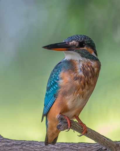 A portrait of a Common Kingfisher looking into the camera