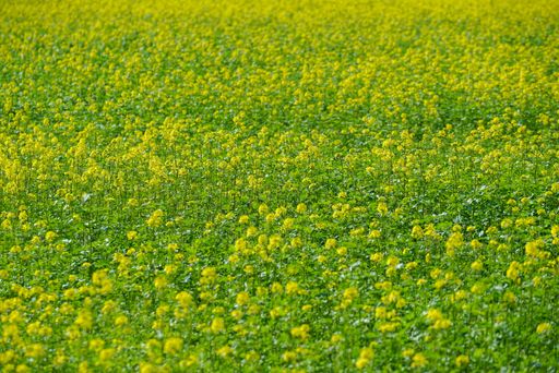 A selective focus shot of a vibrant field of beautiful yellow wildflowers on a sunny day in the countryside
