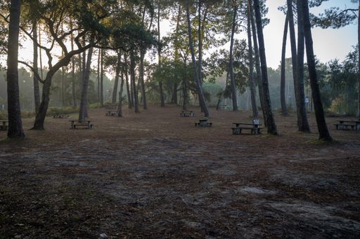 A forest with benches on a sunny day