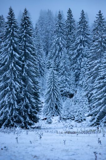 A vertical shot of the beautiful snowy pine trees on the Vlasic mountain in Bosnia and Herzegovina