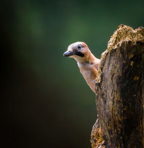 A curious bird peeks from behind a tree trunk against a blurred green background.