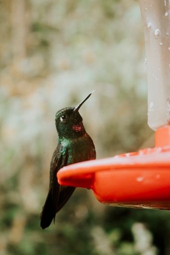 A vertical shot of a hummingbird perched on a feeder
