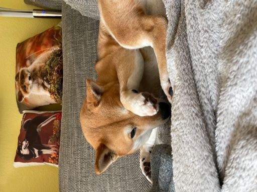 A closeup shot of a cute Shiba Inu dog laying on the sofa