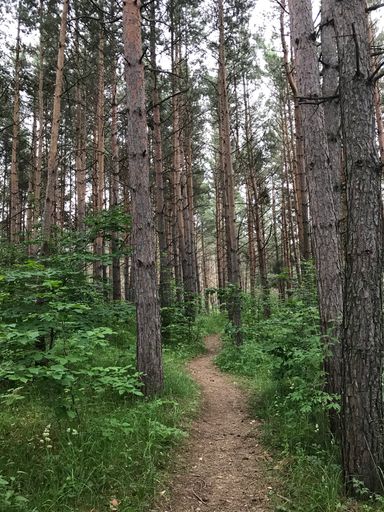 A vertical shot of a hiking trail in a forest on Mount Tezh Ler in Armenia