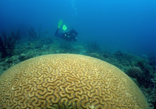 A scuba diver approaching a brain coral underwater