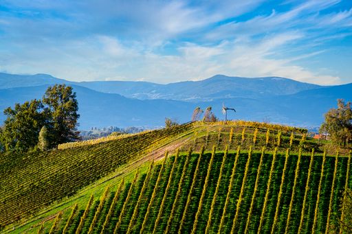 An aerial view of green landscape with a vineyard against the blue sky