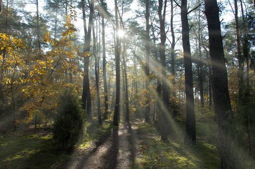 A natural view of sunlight passing through trees in a forest