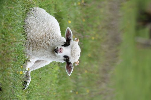 A vertical closeup shot of an adorable white lamb lying on the green grass