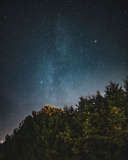 A beautiful low angle shot of a forest and the sky full of starts