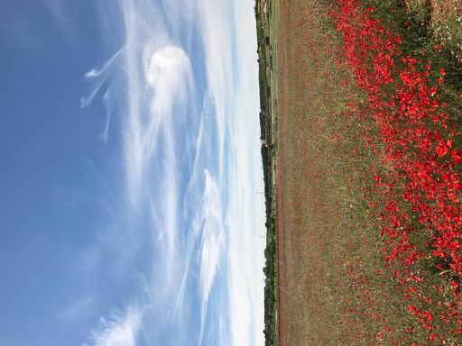 A vertical shot of a green field with flowers against a cloudy sky