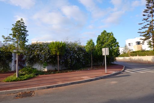 A beautiful view of an empty road with trees on a sunny day