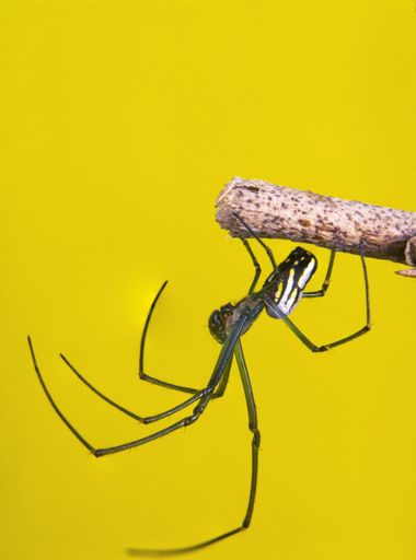 A vertical shot of a spider sitting on a branch isolated on yellow background