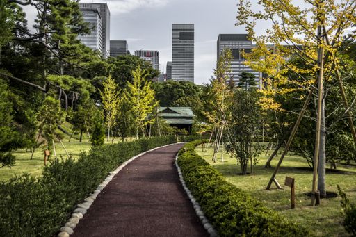 A beautiful view of a park with beautiful trees and plants captured in Tokyo, Japan