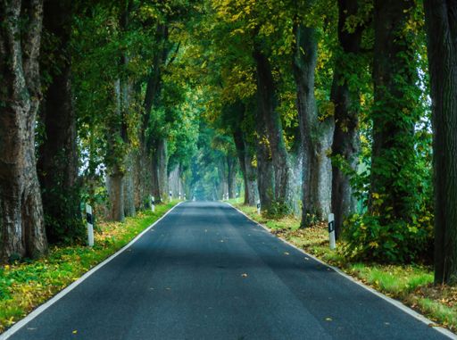 An empty road surrounded by trees at daylight