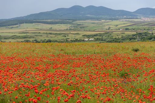A vibrant field of red poppies stretches across the landscape with rolling hills in the background under a cloudy sky.