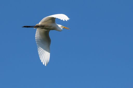 A graceful white egret (Ardea alba) in flight against a clear blue sky, showcasing its elegant wings.