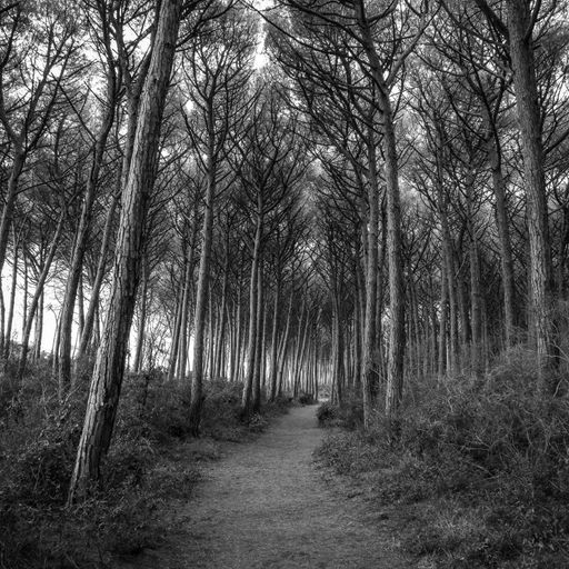 A closeup shot of a small path in the forest with many dry trees