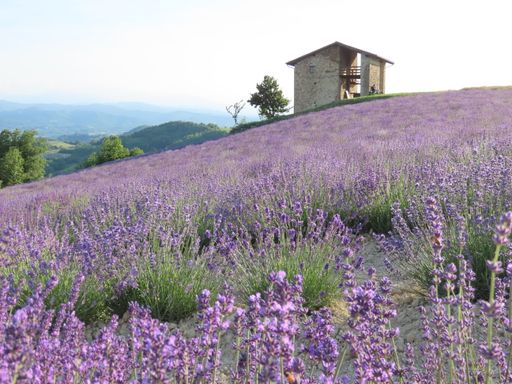 A beautiful shot of the lavender field