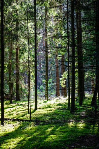 A vertical shot of the beautiful forest with the sunlight penetrating through trees.