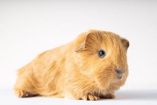 A closeup shot of a brown Guinea pig on the white background