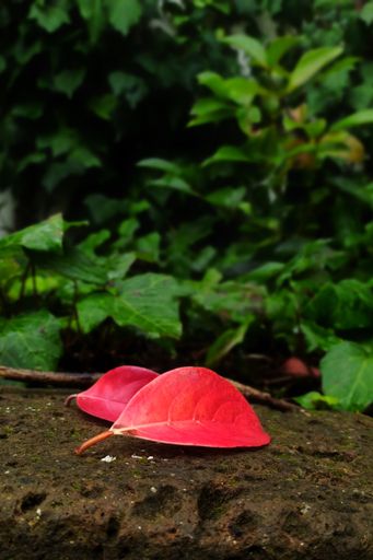Av vertical shot of two red leaves on a rock