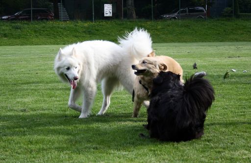 A closeup shot of cute domestic dogs playing with each other in a public park in Vancouver, Canada