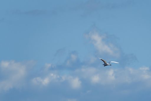 A low angle shot of a bird flying under a bright sky