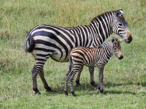 The mom and baby zebras in the field of Serengeti National Park in Africa