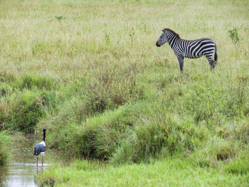 A zebra and a heron in the field of Serengeti National Park in Africa