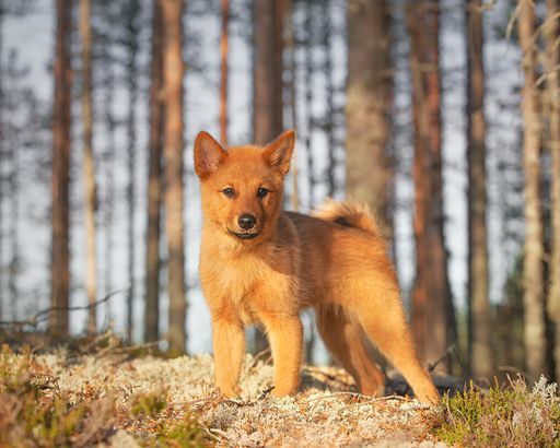 A beautiful Finnish Spitz puppy standing in the forest on a sunny autumn day