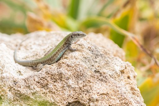Male Maltese Wall Lizard, Podarcis filfolensis, basking in the sun on a rock surrounded by vegetation in Malta. Maltese fauna reptile, critter.
