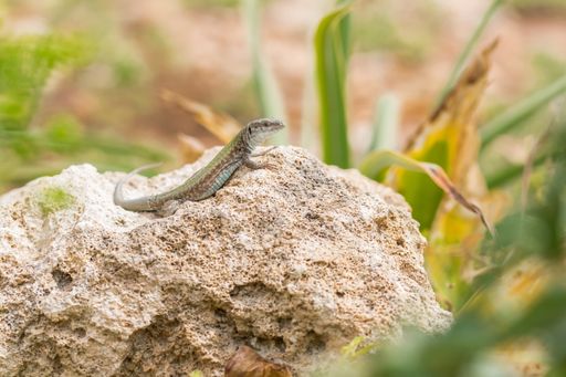 Male Maltese Wall Lizard, Podarcis filfolensis, basking in the sun on a rock surrounded by vegetation in Malta. Maltese fauna reptile, critter.